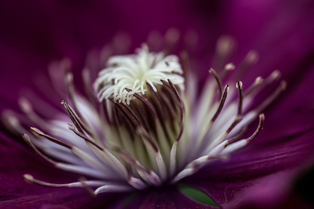 Clematis....