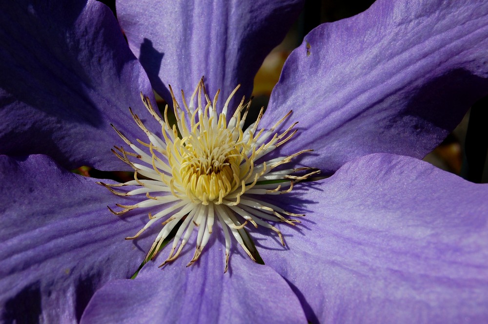 Clematis