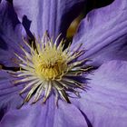 Clematis