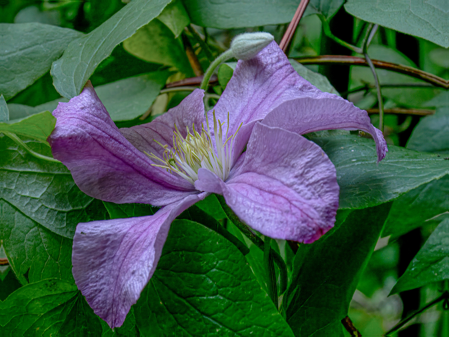 Clematis