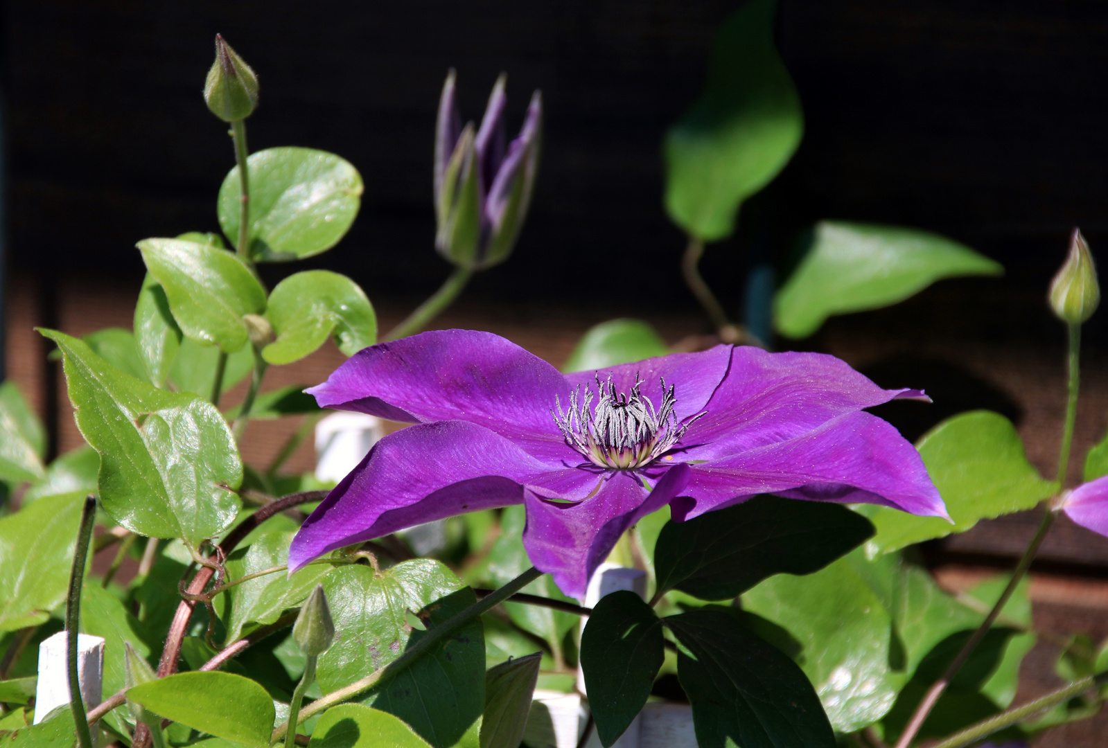 Clematis