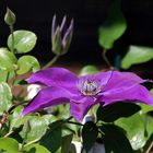 Clematis