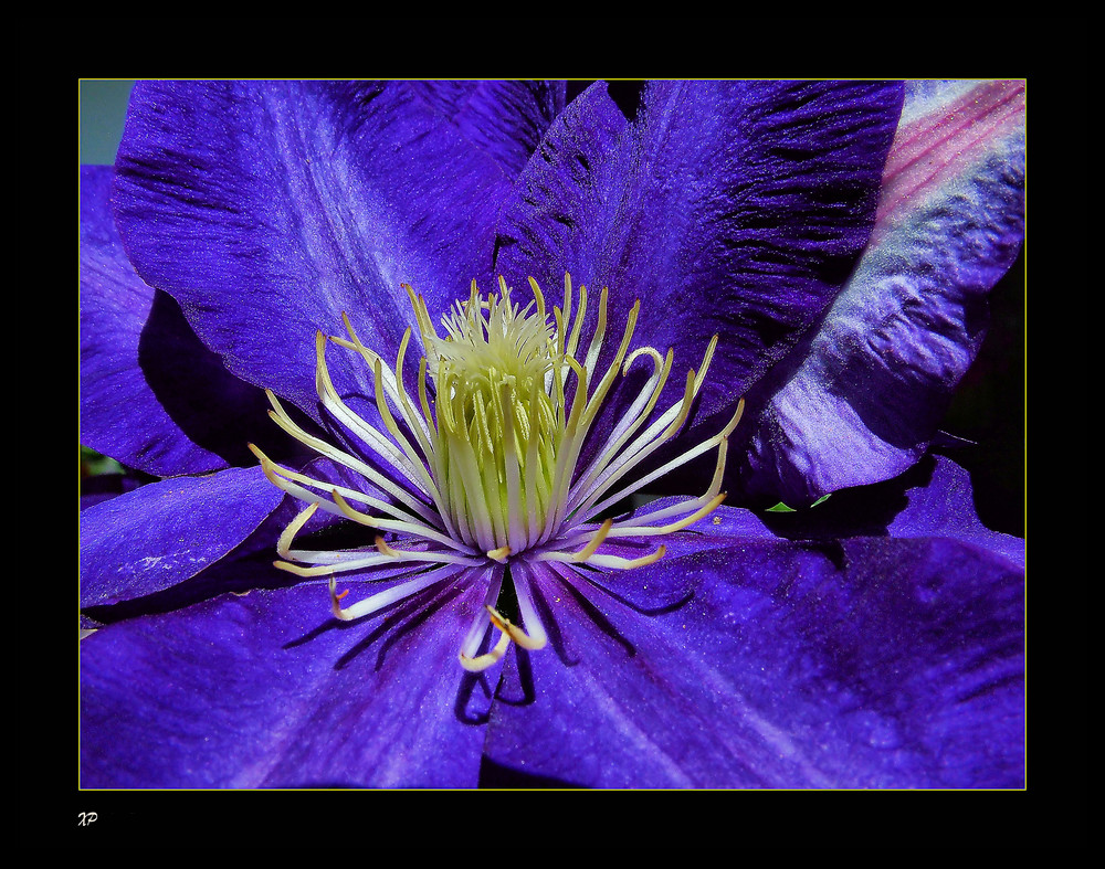 clematis