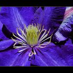 clematis