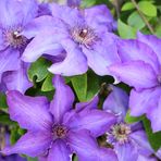 Clematis