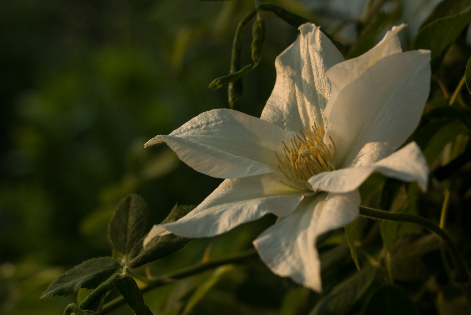 Clematis