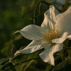 Clematis