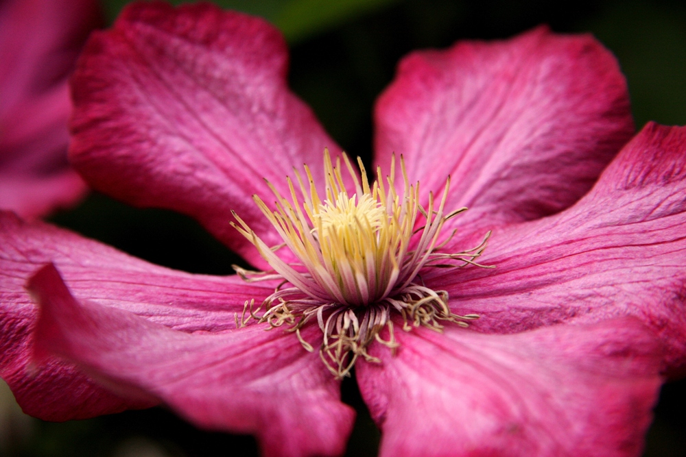 Clematis