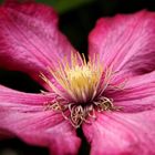 Clematis