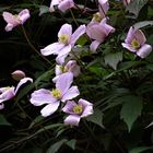 Clematis