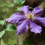 Clematis