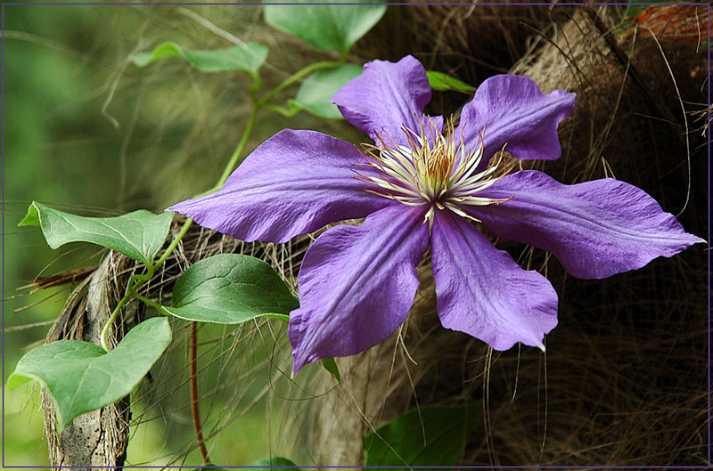 Clematis