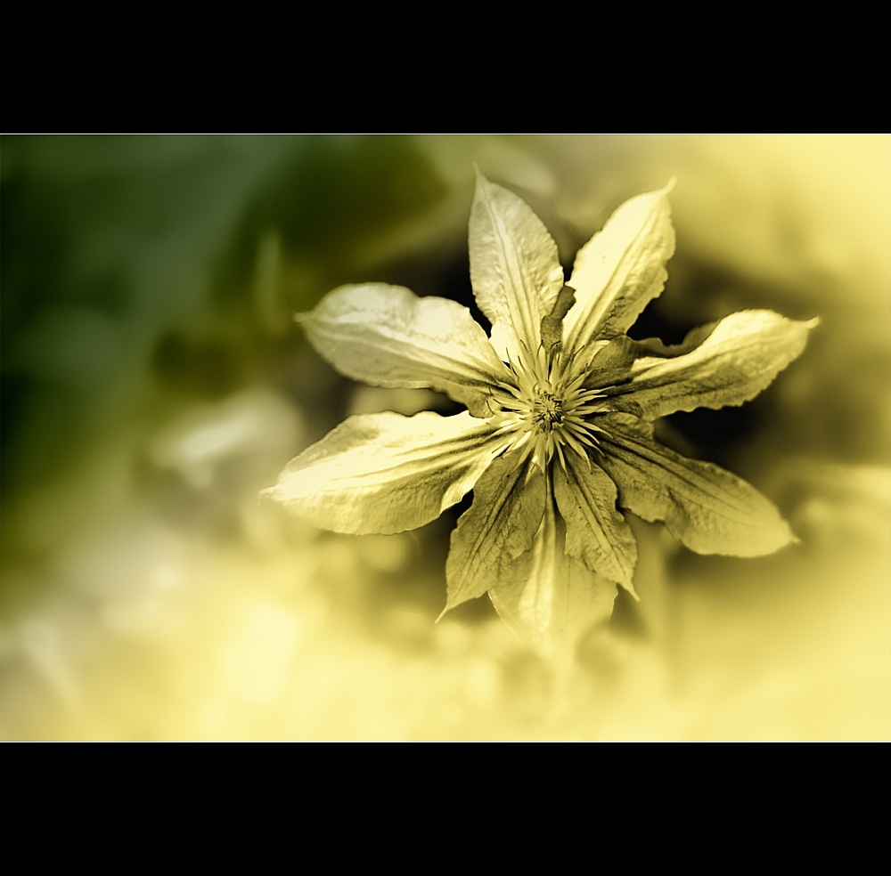 Clematis