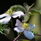 Clematis