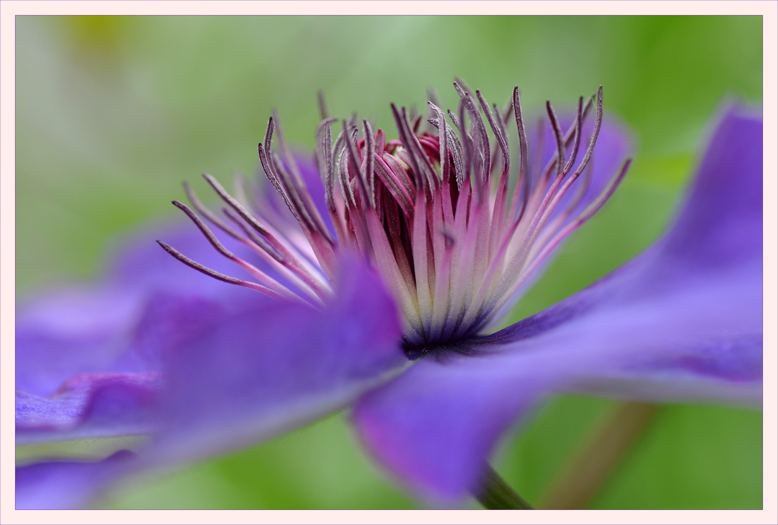 Clematis