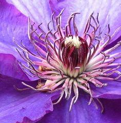 Clematis