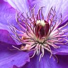 Clematis