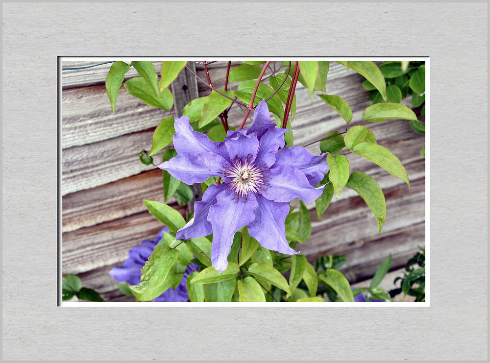 Clematis..!