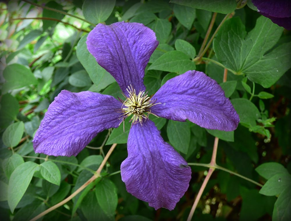 Clematis Foto & Bild | natur, pflanzen, blüten Bilder auf fotocommunity