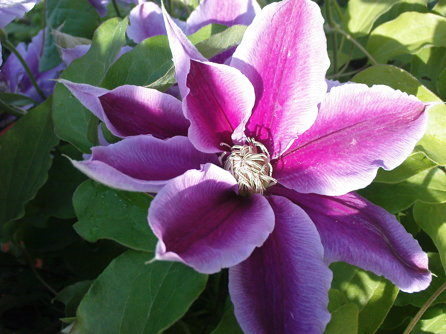 Clematis