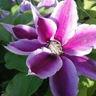 Clematis