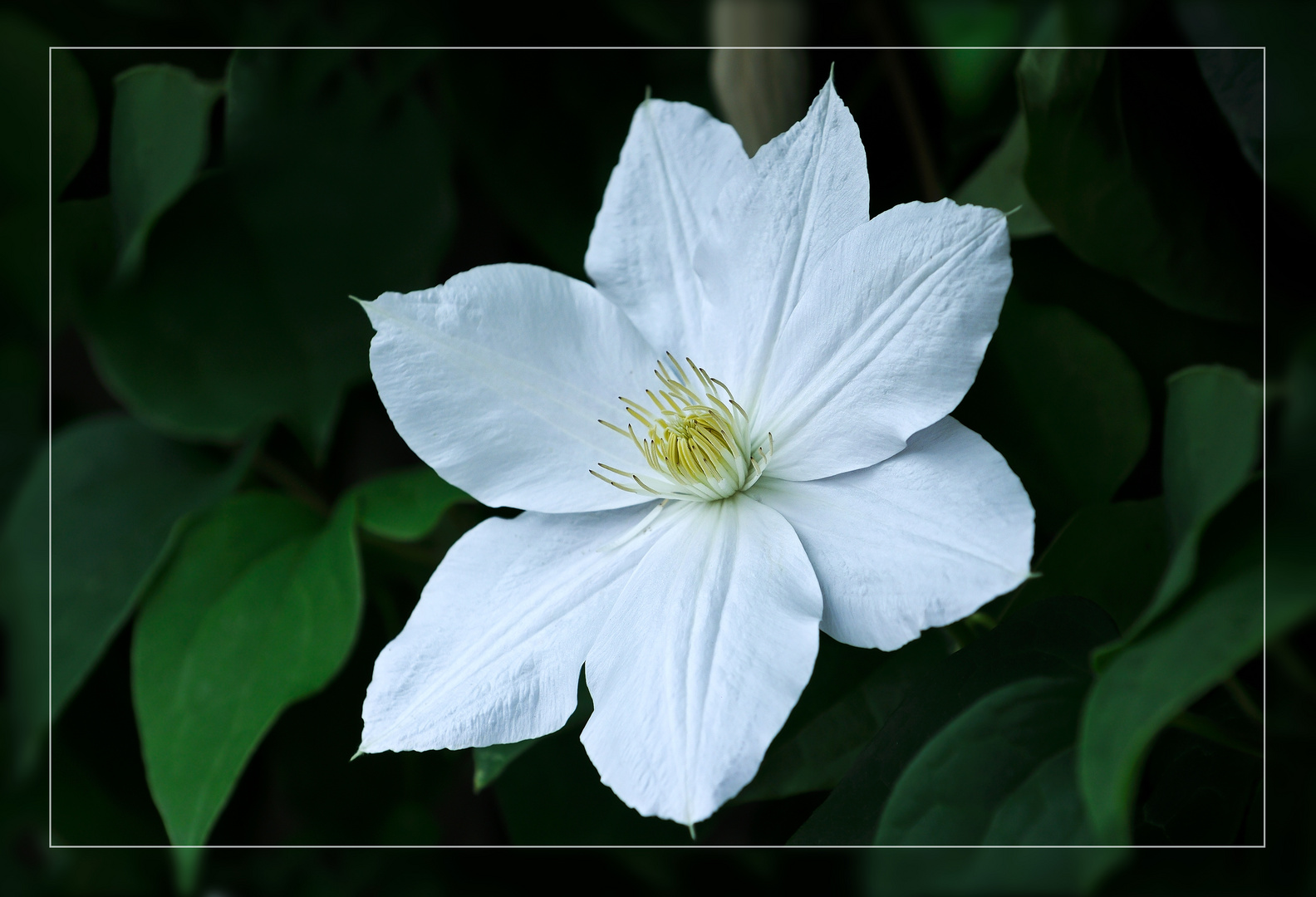 Clematis