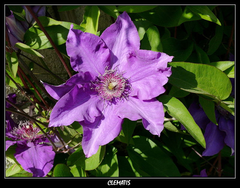 Clematis