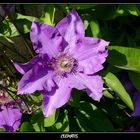 Clematis