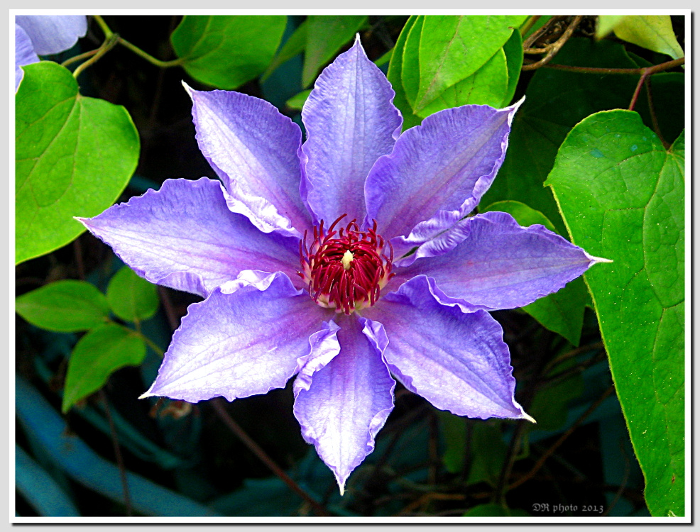 Clematis