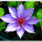 Clematis