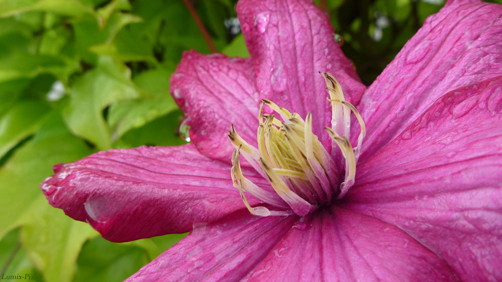 Clematis