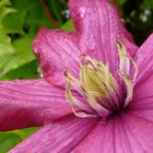 Clematis