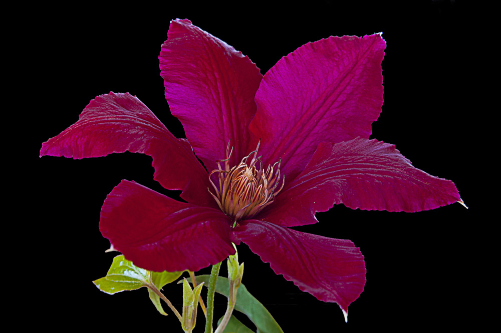 Clematis