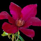 Clematis