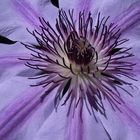 Clematis