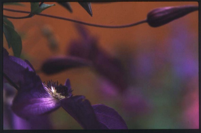 Clematis