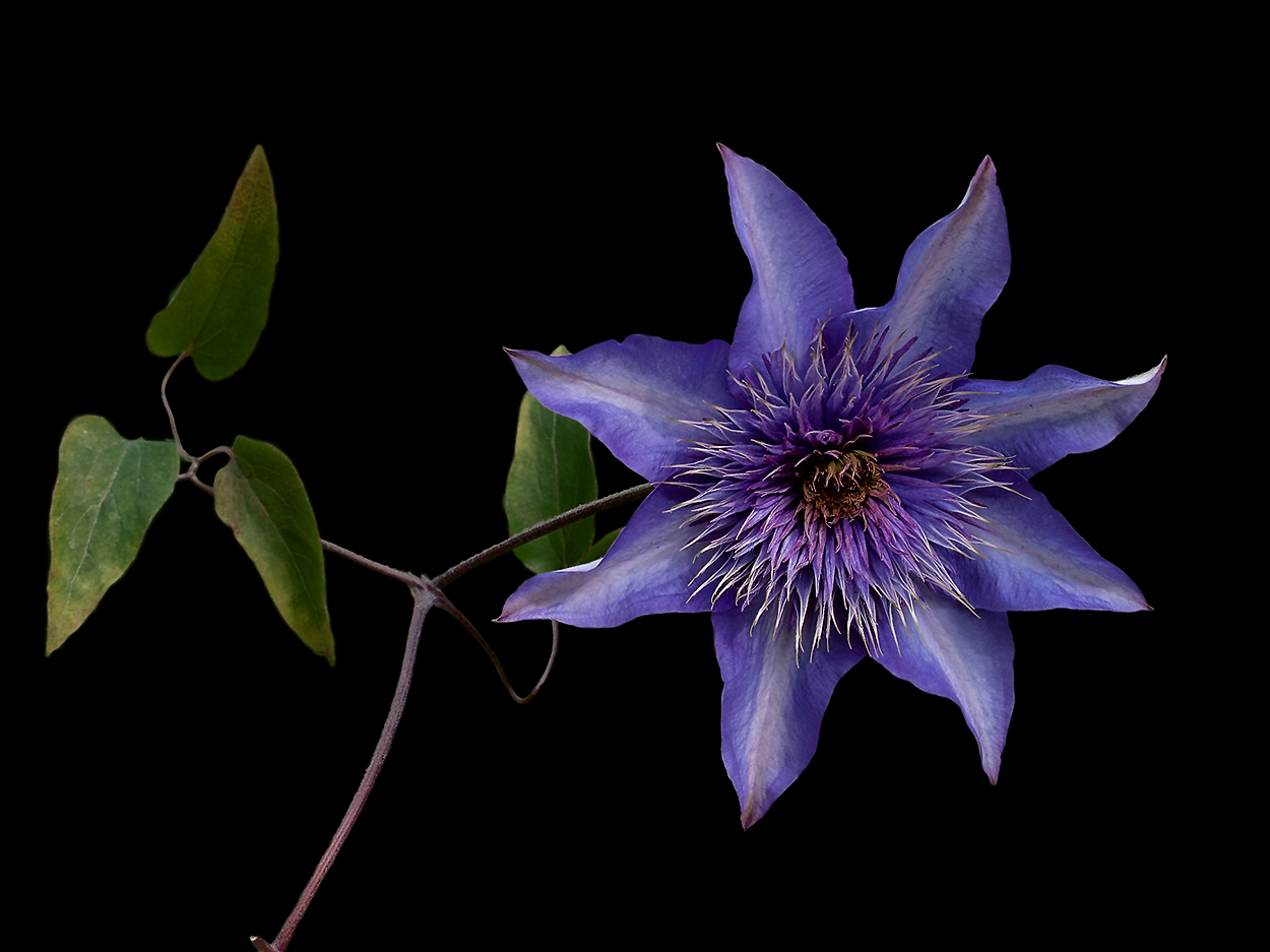 clematis