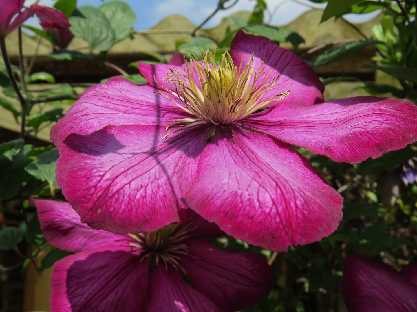 Clematis