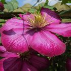 Clematis