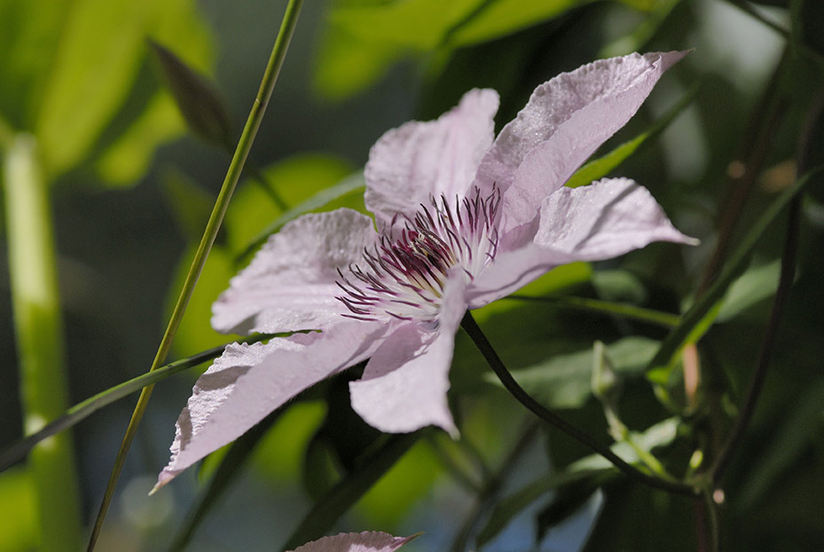 clematis...