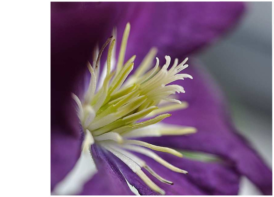 Clematis