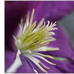 Clematis