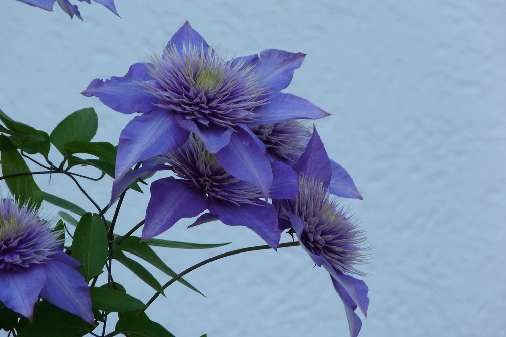 Clematis