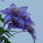 Clematis