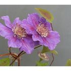 Clematis