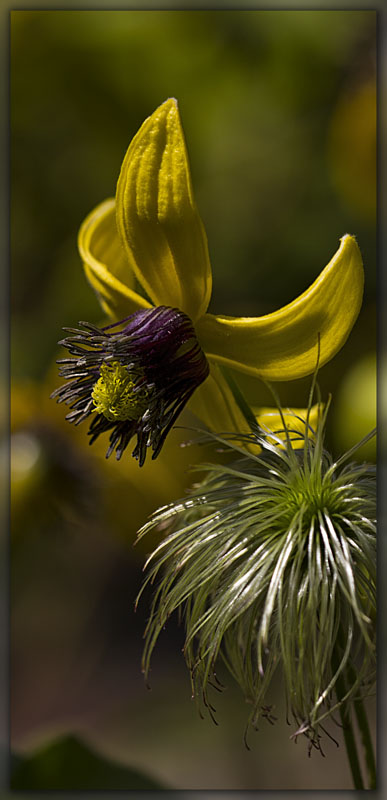 Clematis