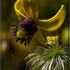 Clematis