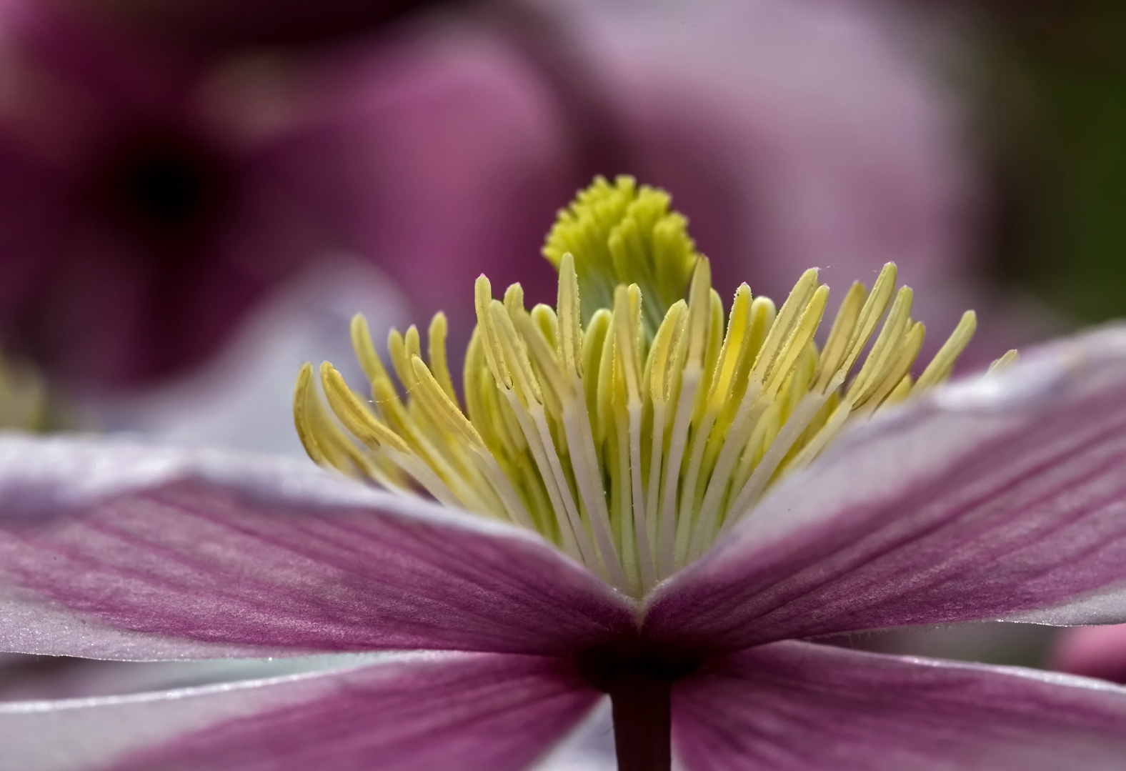 Clematis