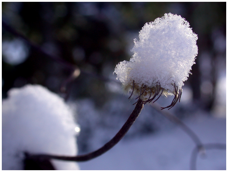 clematis