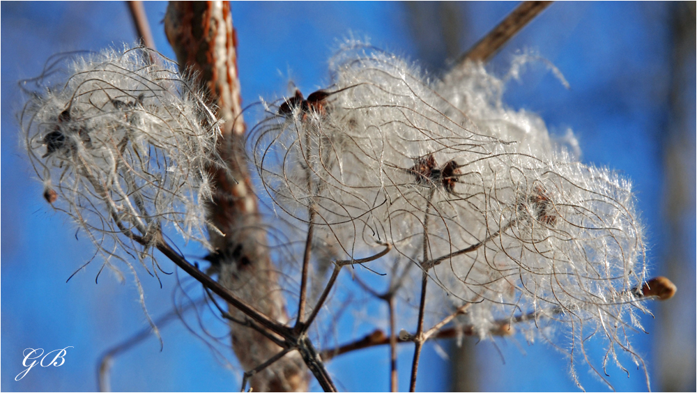 Clematis